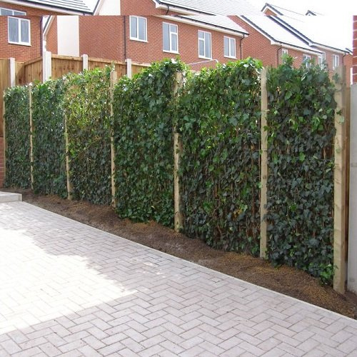 Efeu für 1 Laufmeter Hecke (6 Pflanzen) - Immergrün und Winterhart | 100% Sichtschutz und Privatspähre (Blickdicht) | ClematisOnline