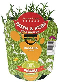 Messen Ruschia Planta Tapizante Natural en Maceta Pequeña Corre Corre Mesen