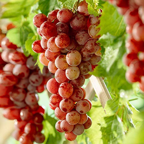 GardenersDream Grape Vine Vitis Red – Sweet Red Grapes Fruit Tree - Hardy Deciduous Garden Plant - Low Maintenance Outdoor Climbing Plants for Fences, Trellises, and Patios