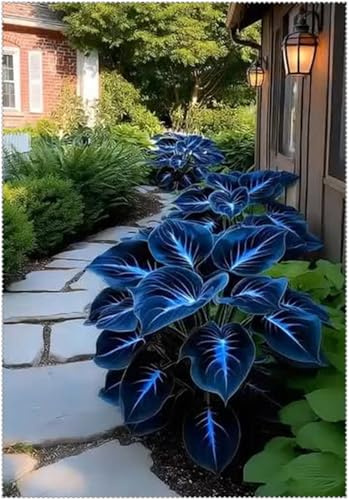 Hosta Mélange de rhizomes vivaces rustiques, caucun arrosage nécessaire, plantation professionnelle, onvient pour le printemps et l'automne-4 Rizoma-G