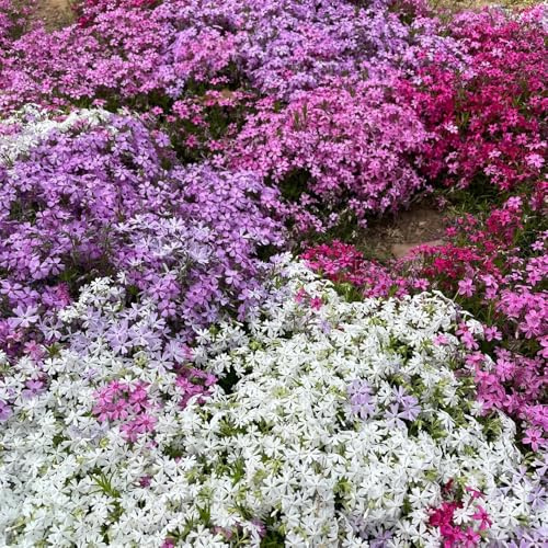 Semillas de Phlox de alfombra, para lugares soleados de flox subulata, de jardín de balcón resistentes 1000pcs