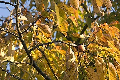 Kakipflaume Diospyros virginiana Pflanze 35-40cm Persimone Götterfrucht Rarität