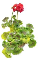 Planta Viva de Geranio Rojo DECOALIVE – Flores Naturales y Resistentes para Jardinería y Decoración