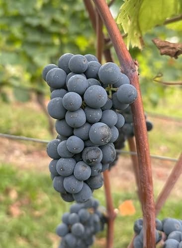Weinrebe 'Léon Millot' – früh reifend & pilzfest | Feinfruchtige, blaue Trauben | Ideal für Frischverzehr, Wein & Saft | Historische Sorte aus dem Elsass | 3-jährige getopfte Weinrebe