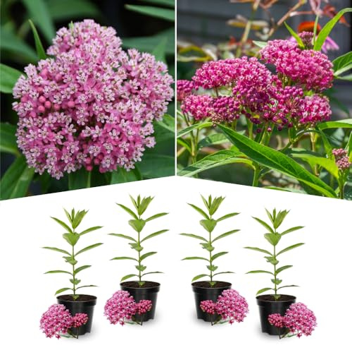 Pack 2 Pink Butterfly Mikweed Live Plants, Asclepias Tuberosa Perennial Flowers Plants, Tropical Swamp Milkweeds 4-8 Inch for Outdoor Garden
