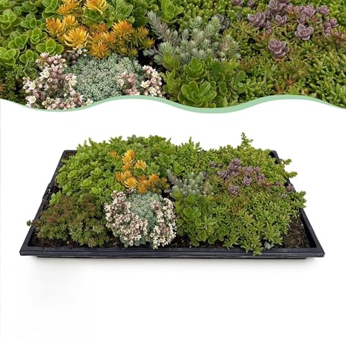 GreenboutiQ - Plante couvre-sol - Rustique - Tapis de Sedum - Composé de 10 espèces - X4 - Peu d'entretien - Longueur 50cm Largeur 30cm