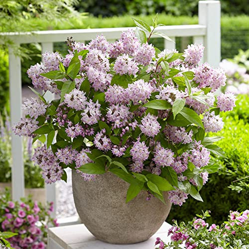 YouGarden Deutzia 'Raspberry Sundae', Established Plant in 2-3L Pot, Ready to Plant Flowering Shrub, Fragrant Summer Flowers for Garden Pots and Borders