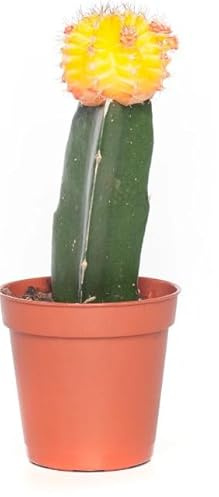 Cactus Injertado Natural Descubre la Magia de la Combinación Perfecta Entre Belleza y Resistencia en tu Hogar