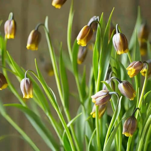 kaiserkronenzwiebeln balkon stauden winterhart mehrjährig - Seltene Pflanzenserie - dekopflanzen balkon garten kaiserkronen frühlingsblumen exotische 6zwiebeln