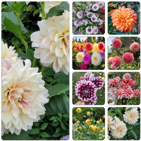 semi dalia scalatrici scalatrice decorazione giardino ombra, resistente primavera selvaggi balcone selvaggi 200pcs