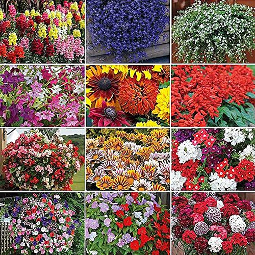 Nurseryman’s Choice Annual Summer Bedding Mix Garden Flowers Beautiful Summer Colours Ideal for Patio Containers Flowerbeds & Cottage Gardens 36x Plugs by Thompson & Morgan (36)