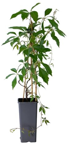 mgc24 Kletterpflanze Sichtschutz Heckenpflanze Rankpflanze Parthenocissus quinquefolia, Engelmannii, selbstklimmender Mauerwein im 2l-Container 1 Pflanze