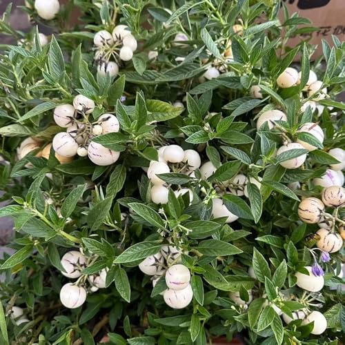 Pera melone, semi di pera melone - raro da frutto esotico per giardinieri vecchie varietà da balcone acquistare frutto colonnari giardino colonnare 10pcs