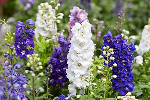Larkspur 'Dwarf Mix' 100 Seeds, Hyacinth, Mixed Colours