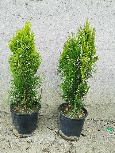 Thuja, Pianta sempreverde, in vaso 18