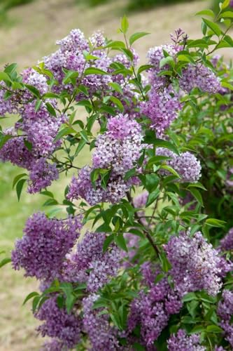 Syringa chinensis 'Saugeana' 10–15 cm – Winterhart Mehrjährig Pflegeleicht – Chinesischer Flieder – Heckenpflanze für Garten & Sichtschutz