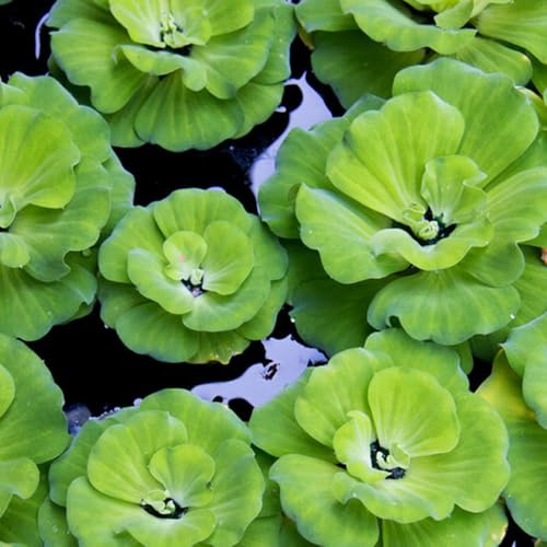 Semi di lenticchia d'acqua - giardino aromatiche acquario vecchie varietà organico acquatiche per giardinieri esotico raro semi di 350pcs