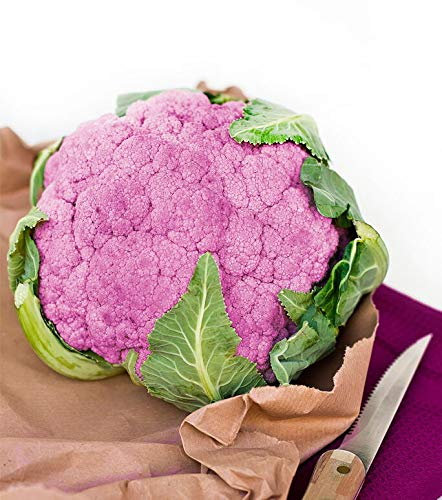 GETSO Graines Paquet: 50 Violet Di Sicilia Chou-Fleur prématurée Graines de légumes Graines Graines Jardin
