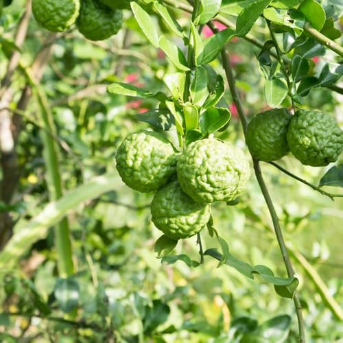 Semillas de tilo, enanos Citrus hystrix, resistentes para el jardín de balcón resistentes 30pcs
