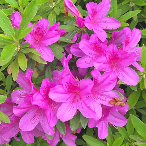 semi di rododendro, azalea, Giardino roccioso: resistenti al pieno sole rampicanti balcone serra interna rampicante rara di biologiche da 10pcs