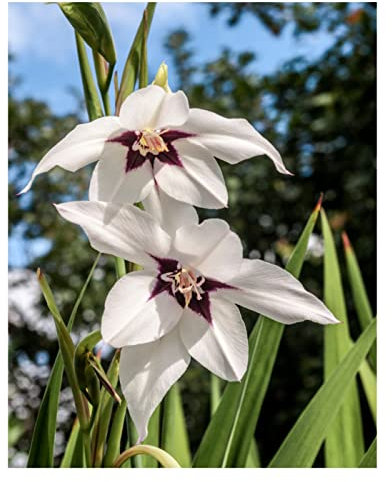 10 x Acidanthera Murielae Peacock Orchid Bulbs Beautiful Summer Flowering White Perennial Fragrant Flowers