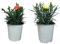 MUNTRADE Clavel Carnelia Planta Natural de Exterior Pack Blanco + Rosado - 2 Macetas de 12 cm - Claveles en macetas para Jardín