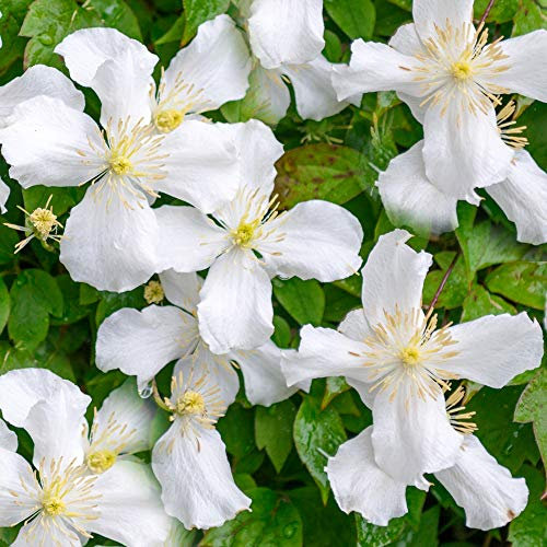 Clematis Montana Grandiflora Deciduous Scented Flowering Climbing Shrub (2 Litre Pot, 60-80cm)