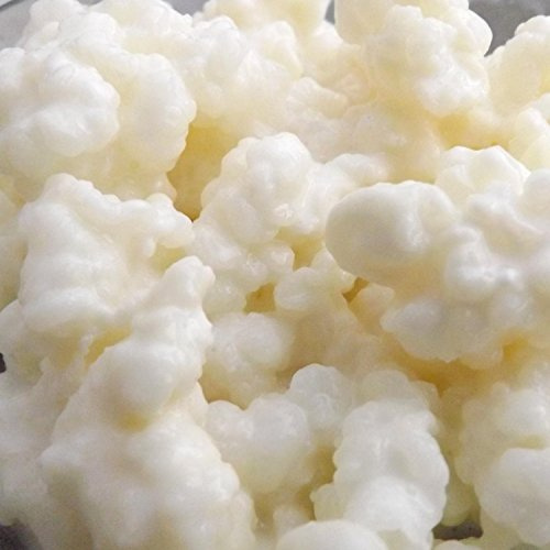 Latte biologico Kefir di quantità - coltura viva dalla collezione Kefir