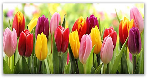 Tulup Acrylic Glass Print 120x60cm Wall Art - Wall Picture Plastic Acrylic Glass - Tulips Floral