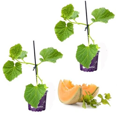 veredelte Balkon Zuckermelone Perseus Citrullus lanatus 2er Set