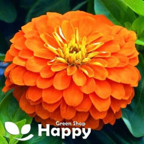 Giant Zinnia Dahlia Orange King - 260 Seeds + Plant Tag + Freebie