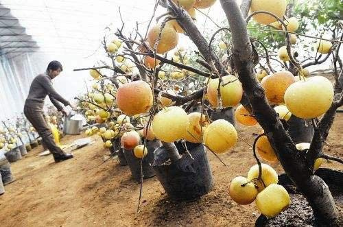 Graines De Fruits Biologiques De Pommier Frais À Planter Jaune Paquet De 100 Graines