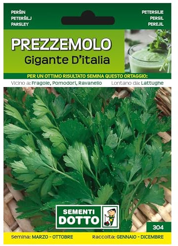 Sicignano | Semi Prezzemolo Gigante d’Italia - Pianta Aromatica con Foglie Ampie, Busta Extra - 4 Confezioni da 13g, Raccolta Annuo