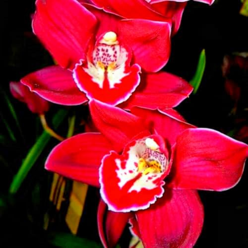 Raro Rizoma Di Cymbidium Orchidea, Resistenti Al Freddo E Alla Siccità, Facile Da Coltivare, Adatte Per La Decorazione Di Giardini-8 Rizoma-I