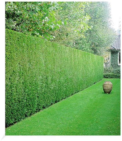 BALDUR Garten 20er Leyland-Zypressen-Hecke, Pflanzen im 9x9 cm-Topf | Cupressocyparis leylandii winterhart und immergrün, Cupressocyparis leylandii, Bastardzypresse, schnellwachsend