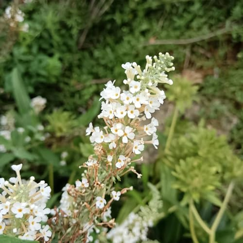 Buddleja arbustiva - semi di giardino cespuglio interno giardino rare, decorative semi di come bomboniera 25semi