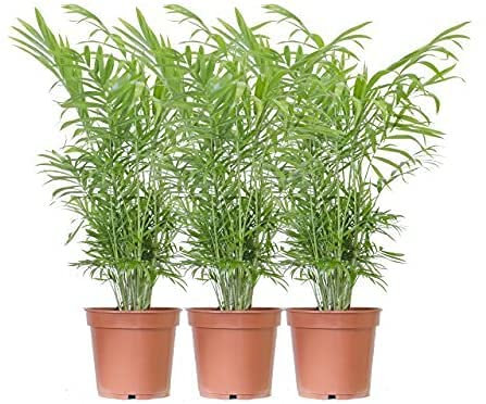 Trio de Chamaedorea Elegans Tres Palmeras de Interior Naturales Camadorea o Palmera de Salón