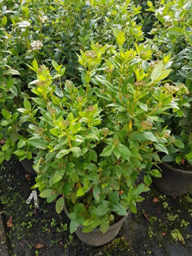 Mittelmeerschneeball, Viburnum tinus Eva Price Solitär 80-100 cm hoch im 10 Liter Pflanzcontainer
