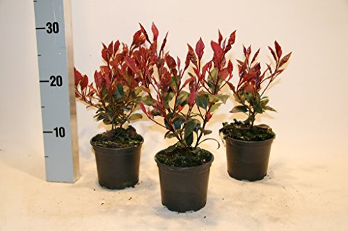 Photinia fraseri Little Red Robin 10,5 10-15 cm 50 St.