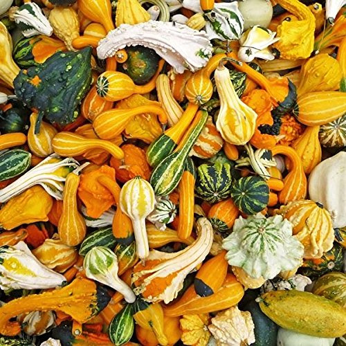 ZUCCHETTE ORNAMENTALI MISCUGLIO ZUCCHE RUGOSE NR.50 SEMI