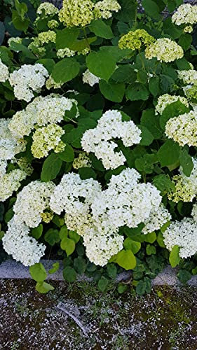 Hydrangea arborescens 'Annabelle' / Hortensia 'Annabelle' / Conteneur de 7 à 10 litres