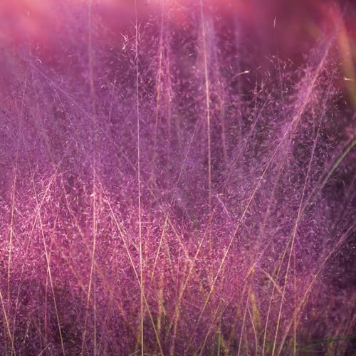 600 pcs ziergras samen ziergräser winterhart topfpflanzen draußen winterhart Muhlenbergia capillaris, zimmerpflanzen wenig lichtbedarf deko wohnzimmer modern pflanztöpfe deko pflanze