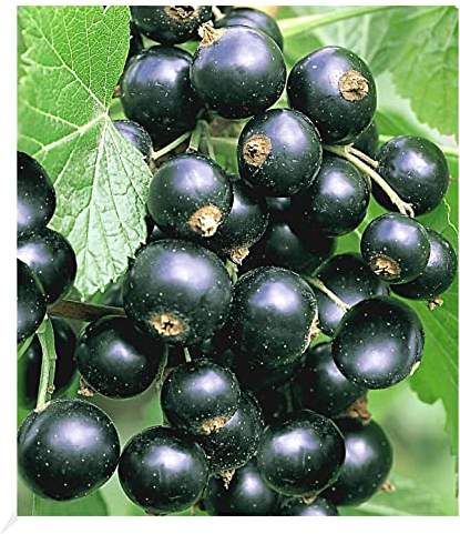 BALDUR Garten Johannisbeeren 'Schwarze Titania', 1 Strauch, Ribes nigrum Johannisbeerstrauch Beerenobst winterhart, pflegeleicht, selbstfruchtend, reiche Ernte an essbaren Früchten