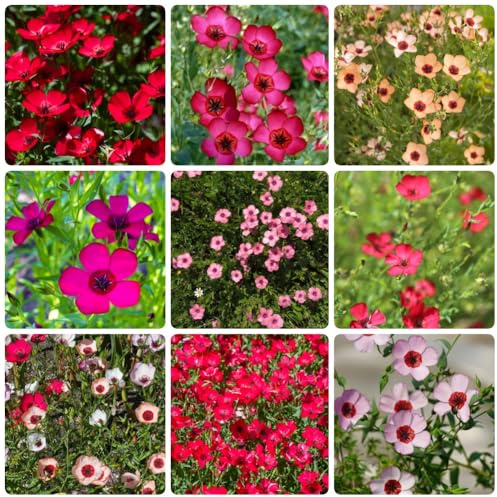 Semi di lino rosso - semi di selvatici Linum grandiflorum - regali sostenibili decorazione da giardino per esterni regali per gli amanti del giardino rare 500pcs