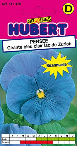 Graines de Pensée géante bleu clair lac de Zurich - 0,3 grammes