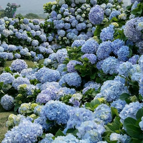 Semi di ortensia - Le da giardino sono resistenti esotici del semi biologici 50pcs