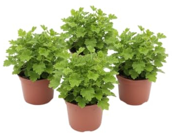 Pack Terraza Serena – Cuatro Geranios Limón Naturales en Maceta | DECOALIVE Plantas de Exterior Decorativas
