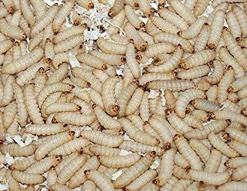 Feeders & more Wachsmaden Angelköder Futtertiere 1kg lebend & frisch für Reptilien, Vögel & Fische, unflavored, 1kg, für Erwachsene, unisex, Futtertiere