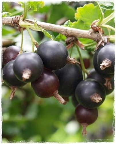 JOSTABERRY Pflanze 'Johannisbeere x Stachelbeere' - im Topf (Topf Ø 14 cm - H. 45/50 cm)