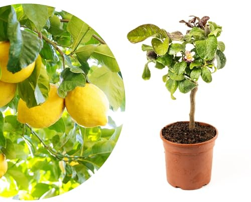 Meine Orangerie Mini-Zitruspflanze im Ø15 cm Topf – Calamondin, Kumquat, Chinotto, Zitrone u.v.m. – Höhe inkl. Topf ca. 40–50 cm – Mediterranes Flair für Balkon & Wohnung (Zitrone)